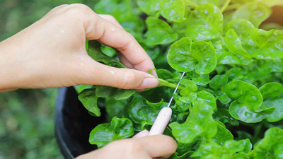 Yol kenarında görmezden geldiğimiz yeşil hazine: 100 puanla dünyanın en sağlıklı sebzesi