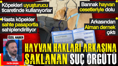 Hayvan hakları arkasına saklanan suç örgütü: Köpekleri uyuşturucu ticaretinde kullanıyorlar