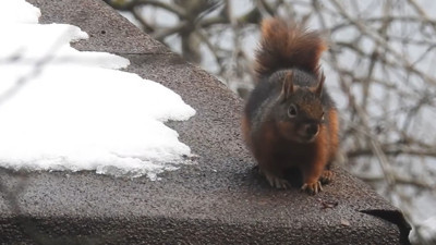 Kameraya takılan mutluluk: Uludağ’da sincabın menüsü