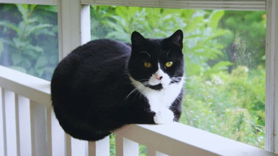 Sokakların ve evlerin "Smokinli" aristokratları: Siyah beyaz kedilerin gizemli dünyası