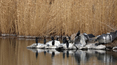 Ağrı Dağı’nda bahar mesaisi: Göçmen kuşlar gelmeye başladı