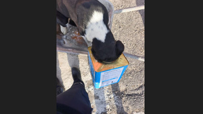 Tenekeye kafası sıkışan köpeğin yardımına itfaiye yetişti