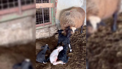 Bir koyun dördüz yavru dünyaya getirdi