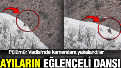 Yaban hayatının keyifli yüzü: Pülümür Vadisi'nde ayılar oynuyor