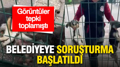 Görüntüler tepki toplamıştı: Barınaktaki "köpek ölümleri" iddiası hakkında soruşturma başlatıldı