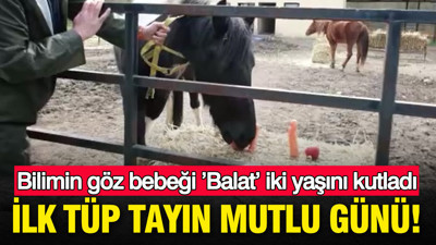 İlk tüp tayın mutlu günü: Bilimin göz bebeği ’Balat’ iki yaşını kutladı