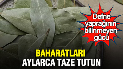 Defne yaprağının bilinmeyen gücü: Baharatları aylarca taze tutun