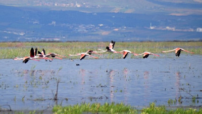 Marmara Gölü yıllar sonra yeniden göçmen kuşları ağırlıyor