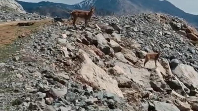 Yaban keçileri kent merkezine indi: Sayıları 3 bini aştı