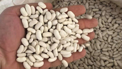 Çiftçilere 22 ton kuru fasulye dağıtıldı