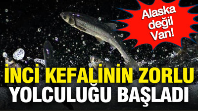 Alaska değil Van: İnci kefallerinin zor yolculuğu başladı