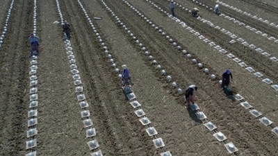 En zor tarım işlerinden biri: Turfanda karpuz dikimi