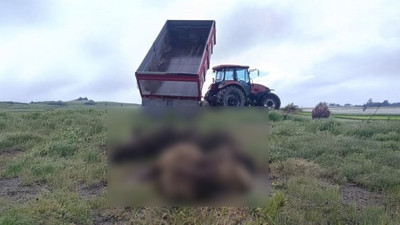 Kurt saldırısında 15 koyun telef oldu
