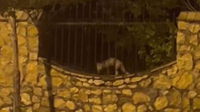 Elazığ’da aç kalan tilki tavuğu böyle götürdü