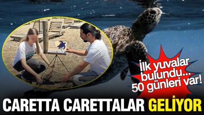 Caretta carettaların yumurtlama dönemi başladı