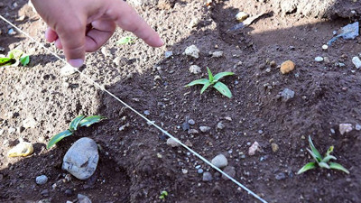 Mardin'de 6 kilo kaçak salep orkidesi yakalandı