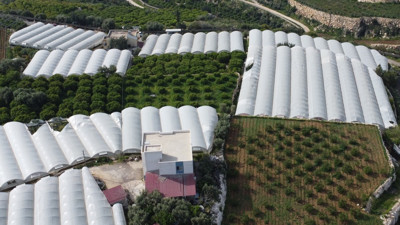 Siyah inci hasatı başladı: Kilosu 250 TL, işçiliği az...