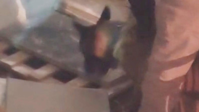İş yerindeki uyuşturucuyu narkotik köpeği buldu
