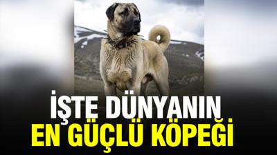 Sivas Kangalı zirvede