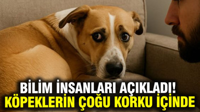 Araştırma: Köpeklerin yüzde 84’ü günlük hayatta korku ve kaygı yaşıyor