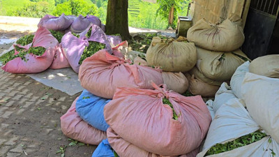 ÇAYKUR yeni sezonu açtı: İlk günde 900 ton yaş çay alındı