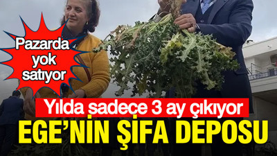 Ege’nin şifa deposu: Yılda sadece 3 ay çıkıyor… Pazarda yok satıyor
