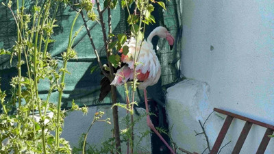 Arnavutköy'de kanadı kırık flamingo bulundu
