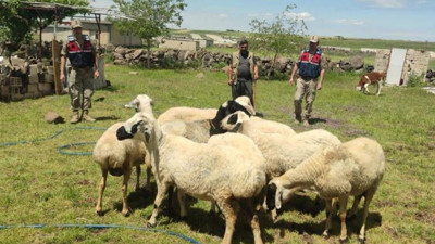 Şanlıurfa'da kaybolan kurbanlıklar jandarma tarafından dronla bulundu