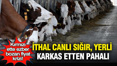 İthal canlı sığır yerli karkas etten pahalı: Kırmızı ette ezber bozan fiyat krizi