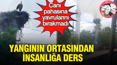 Canı pahasına yavrularını bırakmadı: Yangının ortasından insanlığa ders