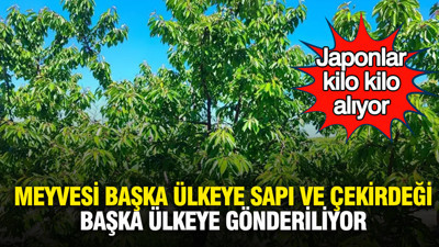 Japonlar kilo kilo alıyor: Meyvesi başka ülkeye sapı ve çekirdeği başka ülkeye gönderiliyor