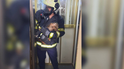 Adana'da apartman yangını: Mahsur kalan 'can dostu' itfaiye kurtardı