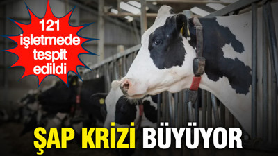 Şap krizi büyüyor: 121 işletmede tespit edildi