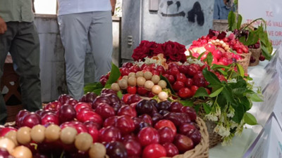 Yüz binlerce lira değerinde: Festivalde ücretsiz dağıtıldı
