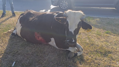 Şırnak’ta otomobil ineğe çarptı: 1'i çocuk 4 kişi yaralandı