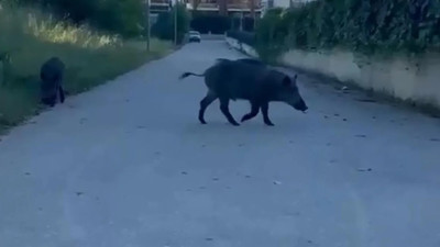 Aç kalan domuzlar Nilüfer Kent Ormanı’nda yiyecek aradı