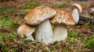 Üreten yaşadı: Bir senede ev ve araba aldıran mantar