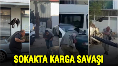 Sokakta karga savaşı: Vatandaşlar ve kediler hedef oldu