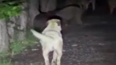 Ankara'da sokak köpekleri ile ayıların kavgası kamerada