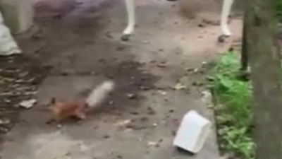 Ceviz bulamayan sincap isyan etti, vatandaşın samimi diyaloğu gülümsetti