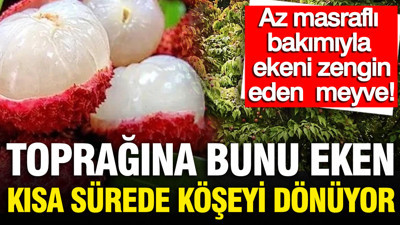 Toprağına bunu eken kısa sürede köşeyi dönüyor: Az masraflı bakımıyla ekeni zengin eden meyve