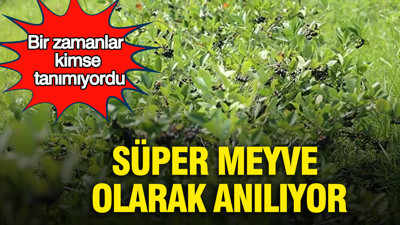 Bir zamanlar kimse tanımıyordu: Süper meyve olarak anılıyor