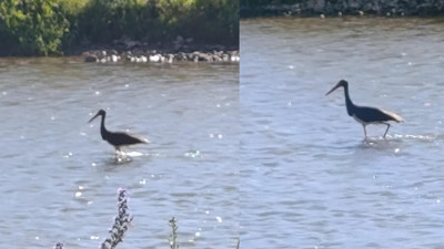 Kara leyleğin Çoruh Nehri'ndeki av anları kamerada