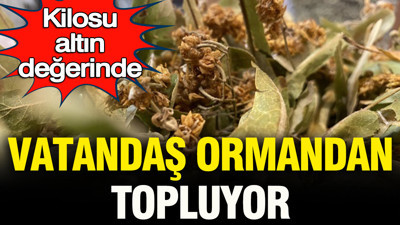 Kilosu altın değerinde: Vatandaş ormandan topluyor