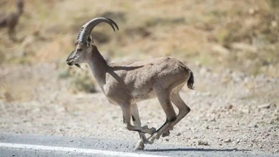 Koruma altındaki yaban keçisini vurdu... Kaçak avcıya rekor ceza