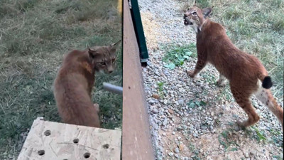 Bagajda vahşi yaşam: Doğanın kaçak yolcuları sınırda yakalandı