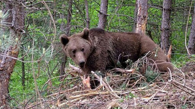 Çorum'da ayı dehşeti: 68 yaşındaki adam yaralandı