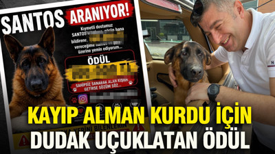 Trabzon bu ilanı konuşuyor: Kayıp Alman Kurdu için dudak uçuklatan ödül