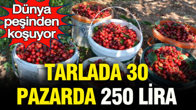 Tarlada 30, pazarda 250 lira: Dünya peşinden koşuyor