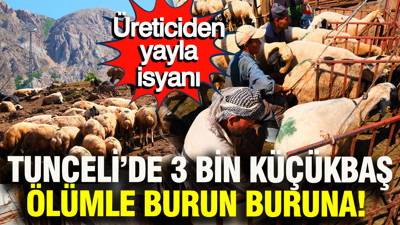 Tunceli’de 3 bin küçükbaş ölümle burun buruna: Üreticiden yayla isyanı